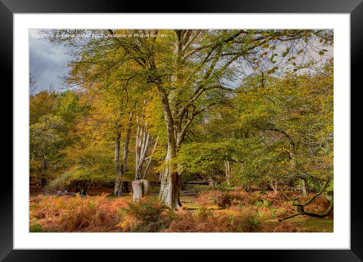 Serene Autumn Woodland Framed Mounted Print by Derek Daniel