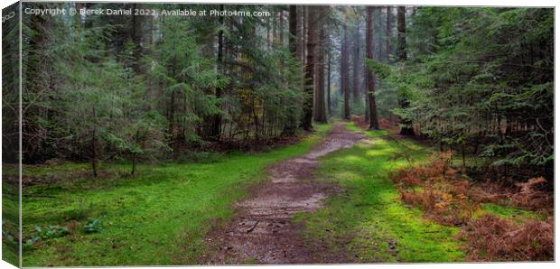 Enchanting Forest Trail Canvas Print by Derek Daniel