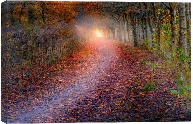 autumn woodland Canvas Print by Derrick Fox Lomax