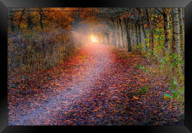 autumn woodland Framed Print by Derrick Fox Lomax