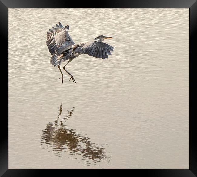 Majestic Grey Heron Fishing Framed Print by kathy white