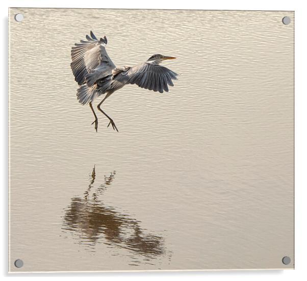 Majestic Grey Heron Fishing Acrylic by kathy white