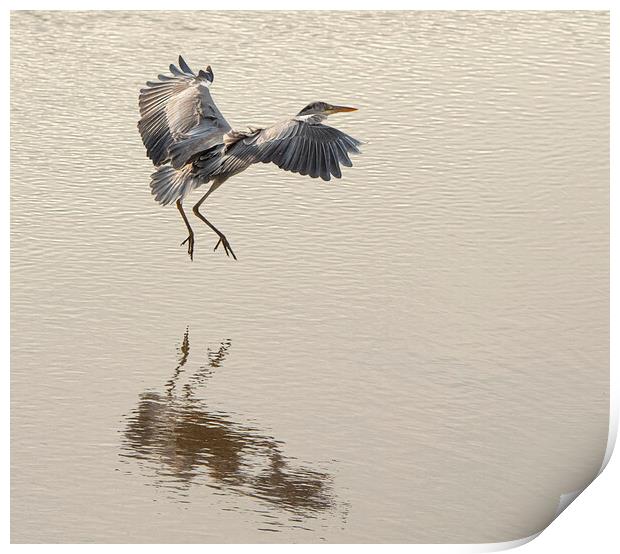 Majestic Grey Heron Fishing Print by kathy white