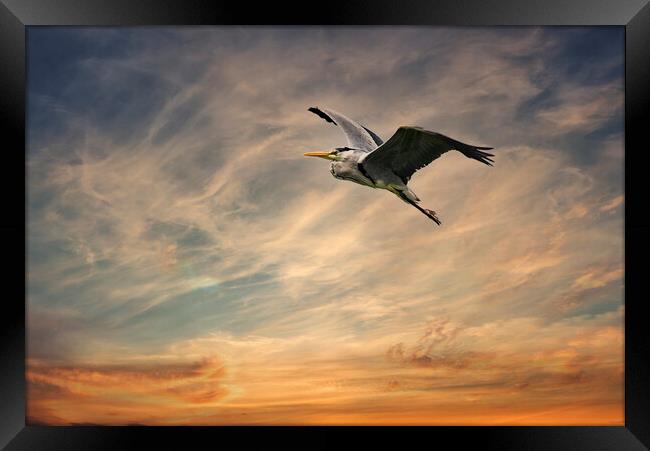 Heron flying in a sunset  Framed Print by kathy white