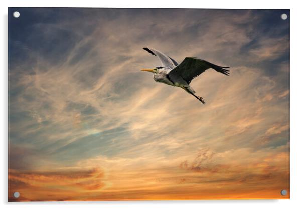 Heron flying in a sunset  Acrylic by kathy white