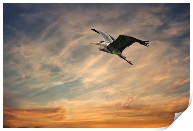 Heron flying in a sunset  Print by kathy white