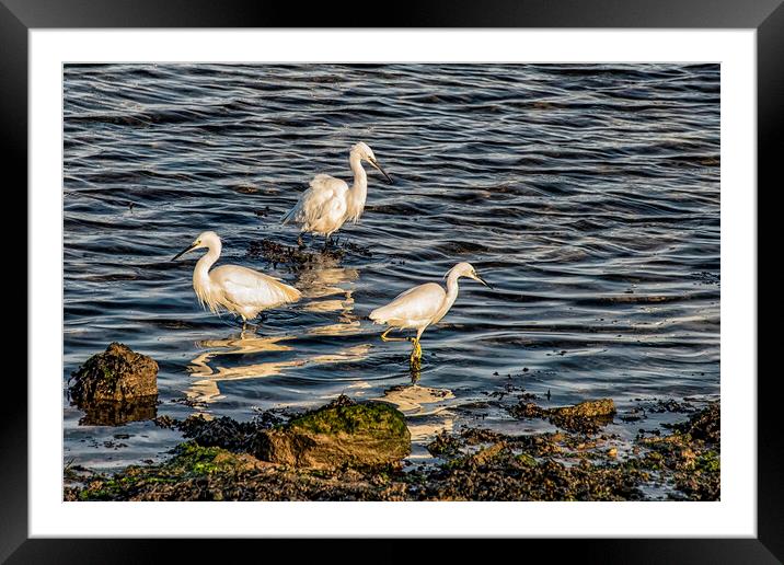 Three Egrets  Framed Mounted Print by kathy white
