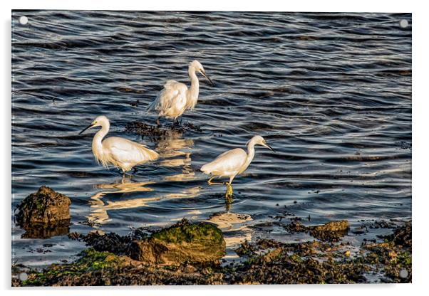 Three Egrets  Acrylic by kathy white