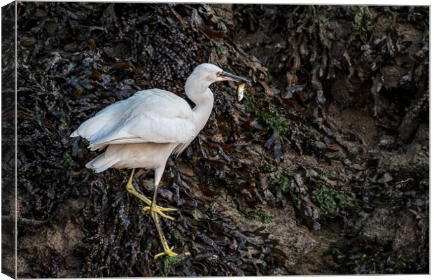 Egret with a Fish for breakfast Canvas Print by kathy white