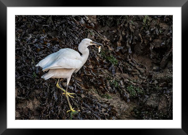 Egret with a Fish for breakfast Framed Mounted Print by kathy white