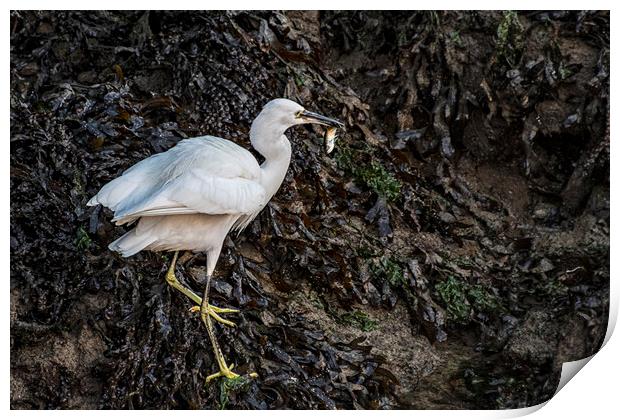 Egret with a Fish for breakfast Print by kathy white