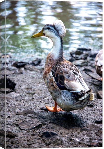 Crested duck Canvas Print by kathy white