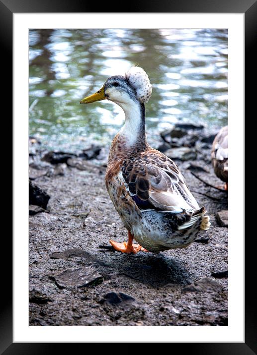 Crested duck Framed Mounted Print by kathy white