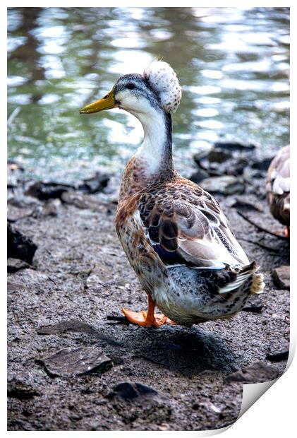 Crested duck Print by kathy white