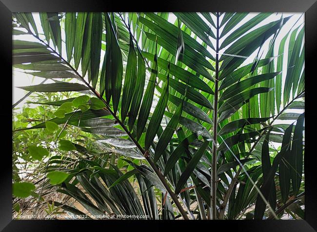 Plant leaves Framed Print by Kevin Plunkett