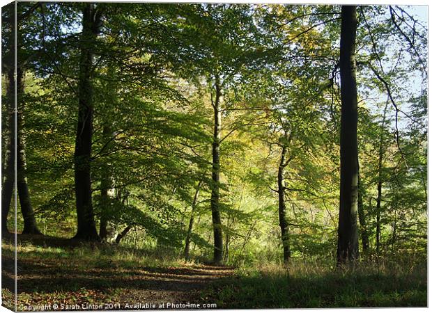 Beech Forest Canvas Print by Sarah Osterman