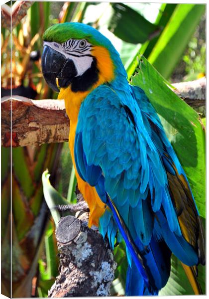 Macaw Parrot Yellow And Blue Bird Canvas Print by Andy Evans Photos