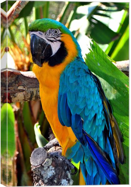 Majestic Macaw: A Symphony of Colors Canvas Print by Andy Evans Photos