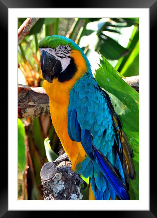 Majestic Macaw: A Symphony of Colors Framed Mounted Print by Andy Evans Photos