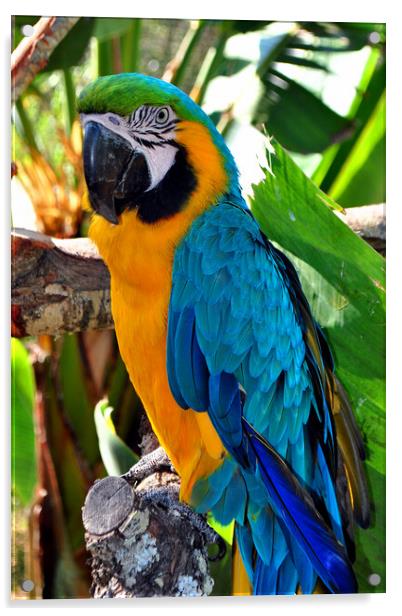 Majestic Macaw: A Symphony of Colors Acrylic by Andy Evans Photos