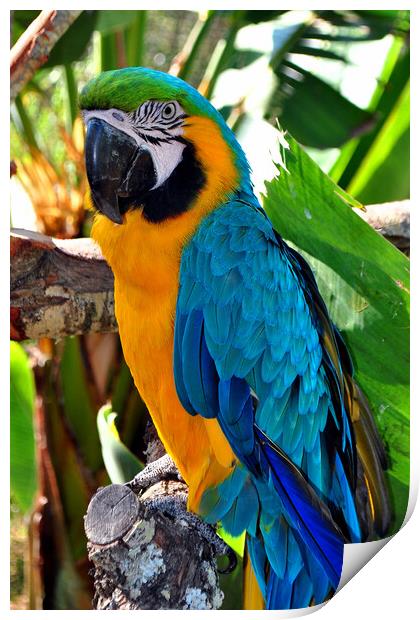 Majestic Macaw: A Symphony of Colors Print by Andy Evans Photos