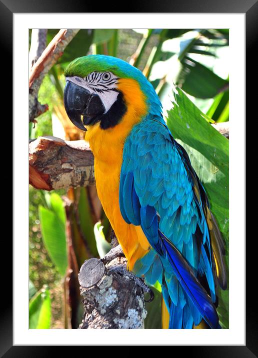 Macaw Parrot Yellow And Blue Bird Framed Mounted Print by Andy Evans Photos