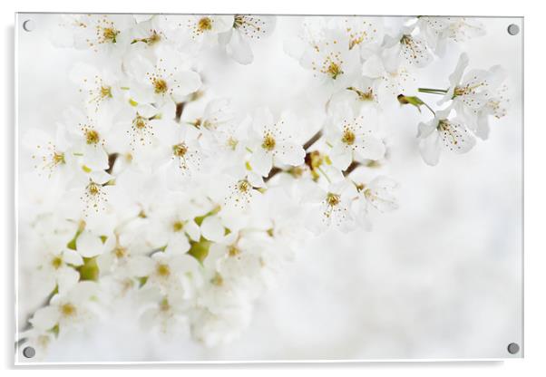 White Flowers on Canvas Acrylic by Natalie Kinnear