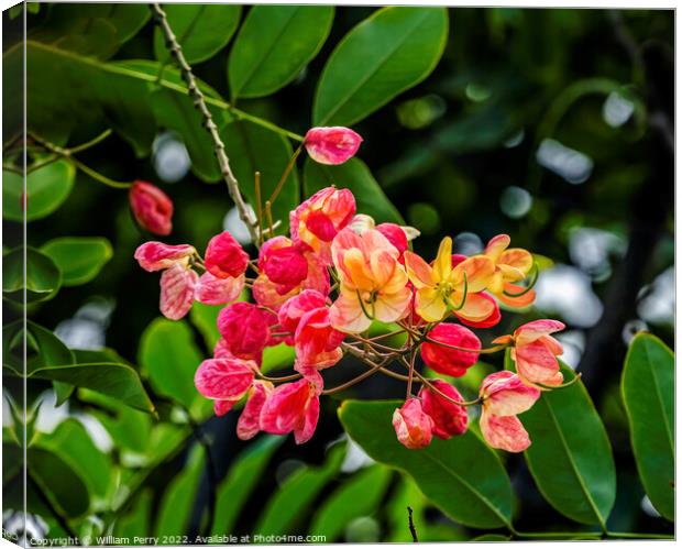 Colorful Cassia Rainbow Shower Flowers Tree Oahu Hawaii Canvas Print by William Perry