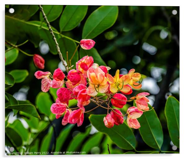 Colorful Cassia Rainbow Shower Flowers Tree Oahu Hawaii Acrylic by William Perry