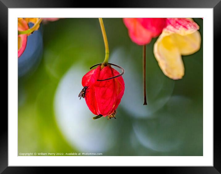 Colorful Pink Cassia Rainbow Shower Flower Tree Insects Oahu Haw Framed Mounted Print by William Perry