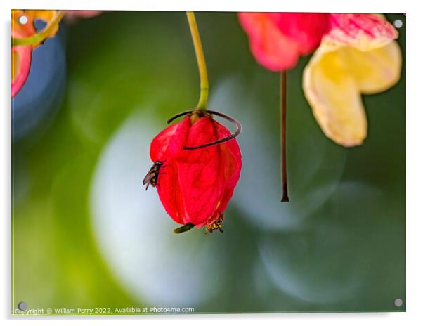 Colorful Pink Cassia Rainbow Shower Flower Tree Insects Oahu Haw Acrylic by William Perry