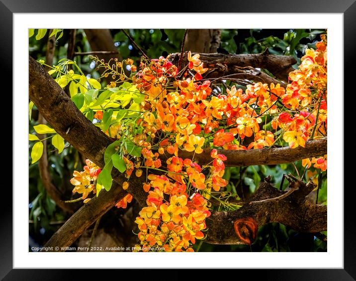 Colorful Cassia Rainbow Shower Flowers Tree Oahu Hawaii Framed Mounted Print by William Perry