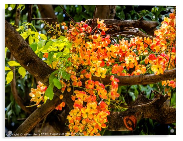 Colorful Cassia Rainbow Shower Flowers Tree Oahu Hawaii Acrylic by William Perry