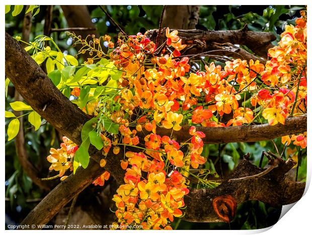 Colorful Cassia Rainbow Shower Flowers Tree Oahu Hawaii Print by William Perry