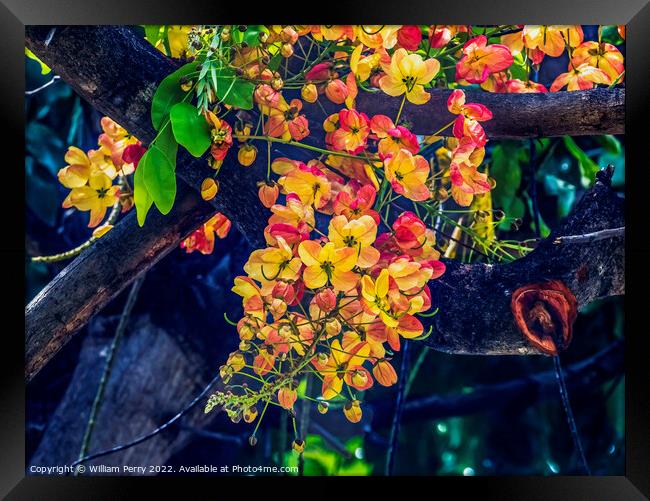 Colorful Cassia Rainbow Shower Flowers Tree Oahu Hawaii Framed Print by William Perry