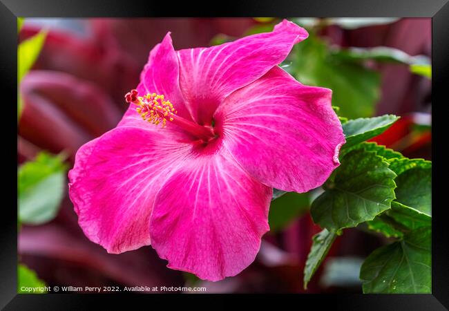 Hot Pink Tropical Hibiscus Flower Waikiki Oahu Hawaii Framed Print by William Perry