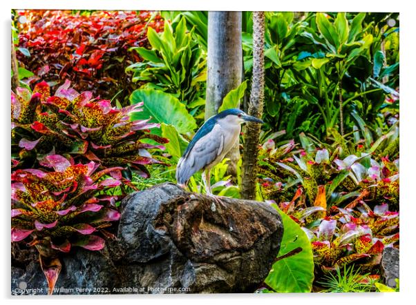 Black Crowned Night Heron Waikiki Honolulu Hawaii Acrylic by William Perry