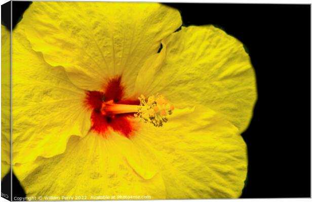 Yellow Tropical Hibiscus Flower Waikiki Oahu Hawaii Canvas Print by William Perry