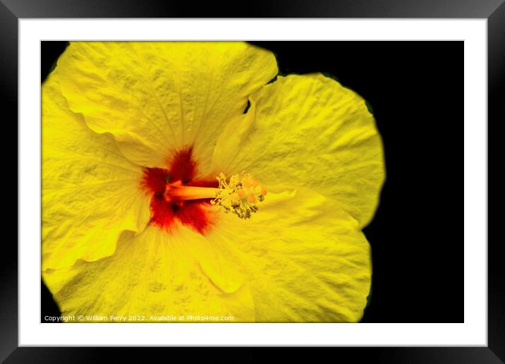 Yellow Tropical Hibiscus Flower Waikiki Oahu Hawaii Framed Mounted Print by William Perry