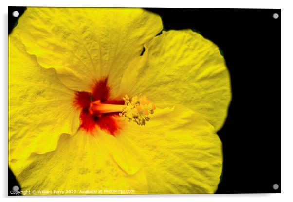 Yellow Tropical Hibiscus Flower Waikiki Oahu Hawaii Acrylic by William Perry