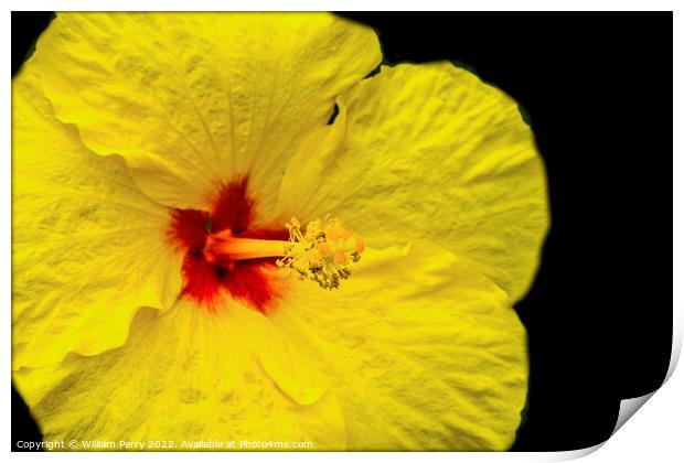 Yellow Tropical Hibiscus Flower Waikiki Oahu Hawaii Print by William Perry