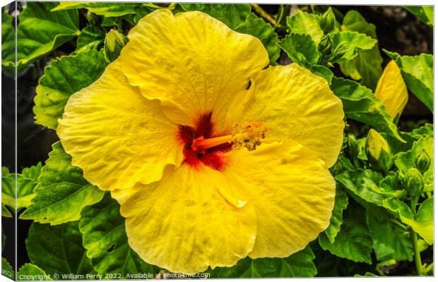 Yellow Red Tropical Hibiscus Flower Waikiki Oahu Hawaii Canvas Print by William Perry