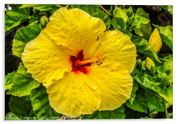 Yellow Red Tropical Hibiscus Flower Waikiki Oahu Hawaii Acrylic by William Perry