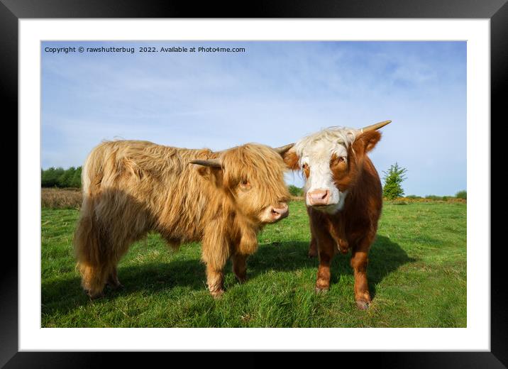 Young Highland Cows Framed Mounted Print by rawshutterbug 