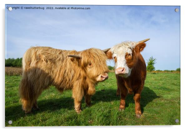 Young Highland Cows Acrylic by rawshutterbug 