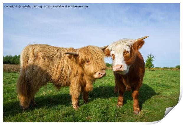 Young Highland Cows Print by rawshutterbug 