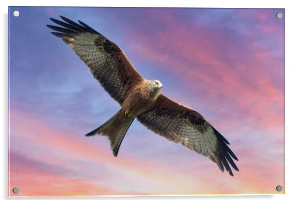 Soaring Red Kite Bird of Prey Acrylic by Martyn Arnold