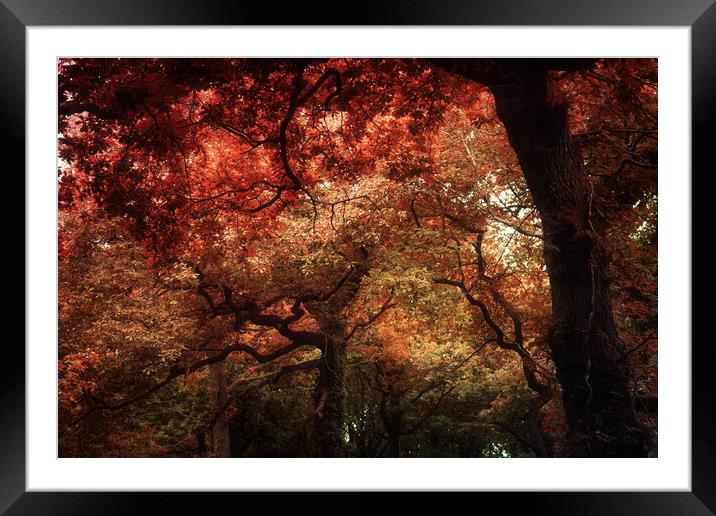 Song Of Autumn Framed Mounted Print by Christine Lake