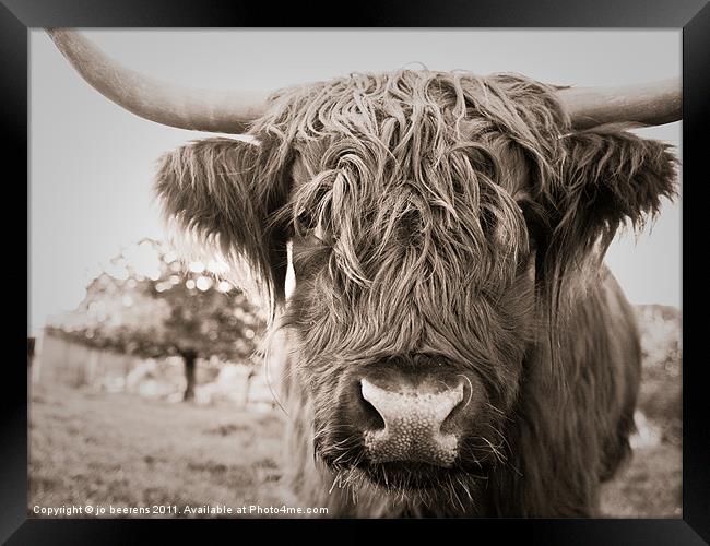 highland cow Framed Print by Jo Beerens