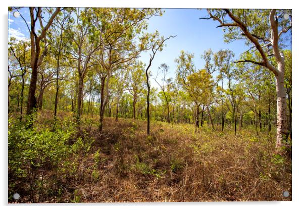 Kakadu Savanna Woodlands Acrylic by Antonio Ribeiro